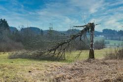 Osteoporosi e rischio di frattura: il ruolo predisponente del microbiota intestinale